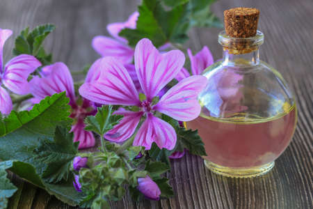 Jaswand or Hibiscus oil on wooden background, selective focusの写真素材