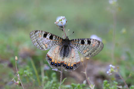 False Apollo butterfly (Archon apollinus) feeding on plants