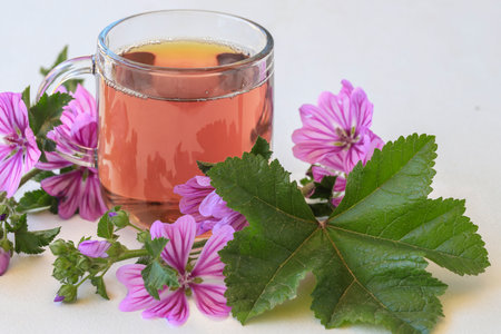 mallow herb and mallow flower tea in cup.