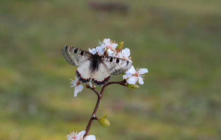 False Apollo butterfly (Archon apollinus) on a flowerの写真素材
