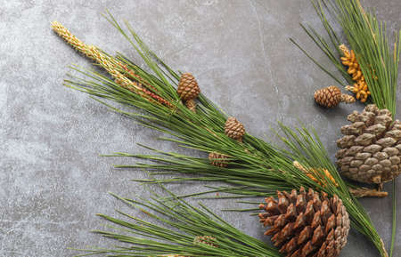 Pine tree branches and pine cones on marble rustic background.