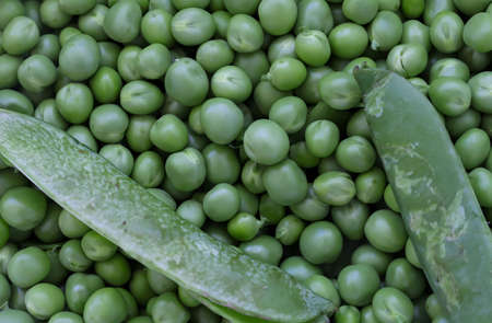 Green Peas. green background. Green pea top view copy space. Fresh organic green peas. Vegetable harvesting.Beautiful close up of fresh peas and pea pods. healthy vegetarian foodの写真素材