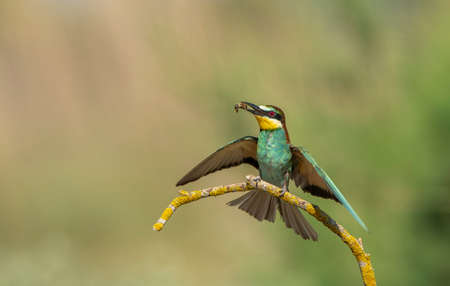 The Rainbow Bee-eater is perched on a tree branch. The bird comes from a bird family called...