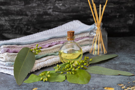 Eucalyptus plant leaves, seeds and eucalyptus oil in bottle on black background.の写真素材