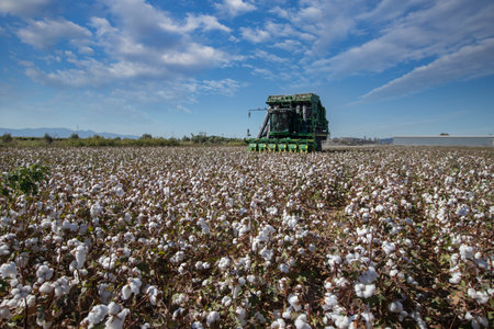 Izmir - Turkey September 24, 2022 Cottons ripening in Menemen plain. drone footage. cotton picker. cotton harvest in Turkeyのeditorial素材