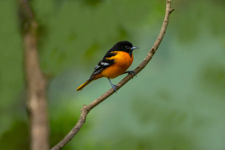 Baltimore Oriole Oriole bird on tree branch