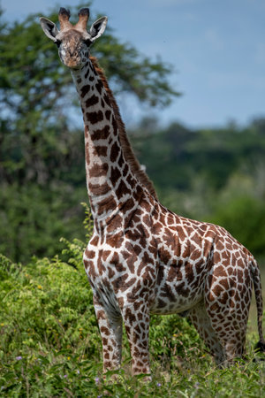 Africa - Giraffe among trees in Kenya National Park.の写真素材