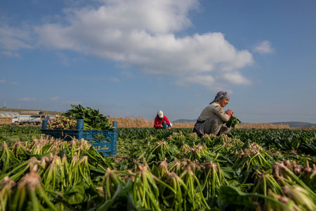 Seyrek - Foca - Izmir - Turkey, January 25, 2023, Seasonal workers working in a spinach field.のeditorial素材