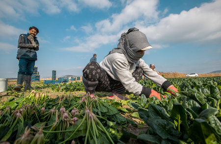 Seyrek - Foca - Izmir - Turkey, January 25, 2023, Seasonal workers working in a spinach field.のeditorial素材