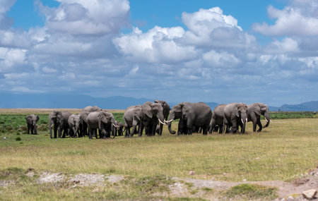 Herd of African Elephants walking through grass in Kenya National Parkの写真素材