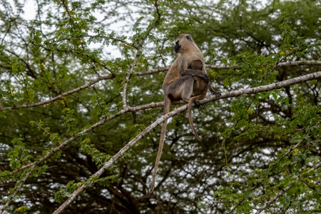 Africa - Vervet monkey and cub on a tree in Kenyaの写真素材
