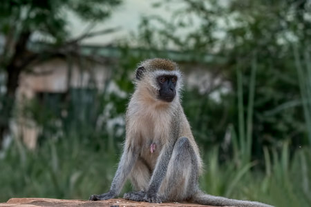 Africa - Vervet monkey sitting on wall in Kenyaの写真素材