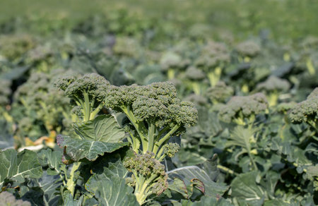 Natural broccoli grown in Izmir - Menemen emiralem plain , Mature broccoli is grown in a field outdoors.の写真素材