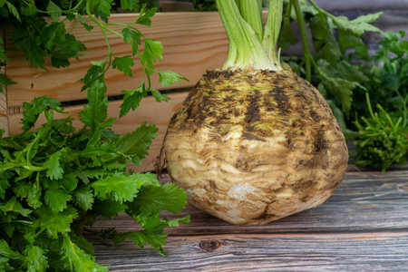Fresh Celery plant ( Apium graveolens ) on wooden table