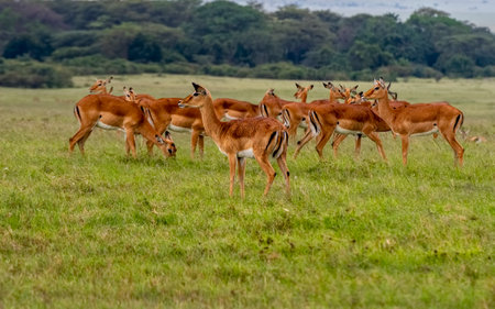 Linh dÆ°Æ¡ng Impalas in a Kenyan meadowの写真素材