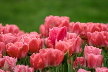 Tulip photos from Istanbul Emirgan grove.の写真素材