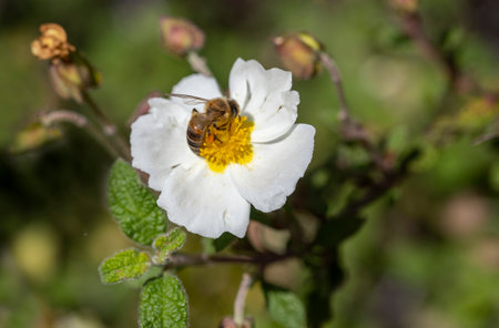 Honey bee on white flowerの写真素材