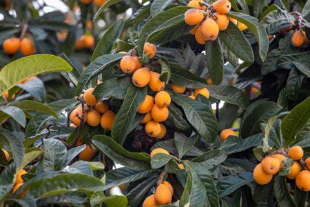 New world tree branch, Maltese plum (Eriobotrya japonica) fresh fruits .の写真素材