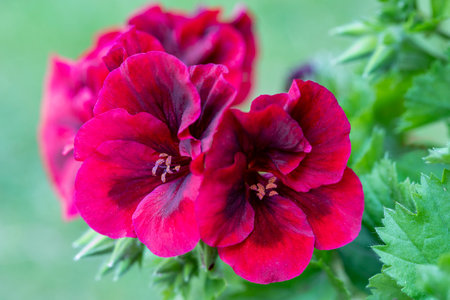 Pelargonium or â€œPelargonium Grandiflorumâ€ flower. Close up Pink Regal pelargonium....