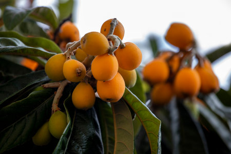 New world tree branch, Maltese plum (Eriobotrya japonica) fresh fruits .の写真素材