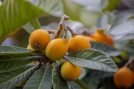 New world tree branch, Maltese plum (Eriobotrya japonica) fresh fruits .の写真素材