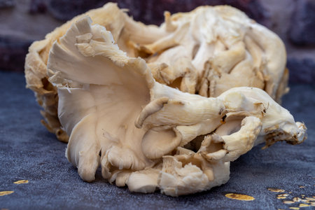 Oyster, Poplar mushroom, Pleurotus ostreatus, is a common edible mushroom. It was first cultivated in Germany for subsistence during World War I and is now produced as a commercial food worldwide.の写真素材