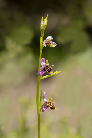 Bee orchid flowers - Ophrys apifera - blooming on a grassy meadow in early summerの写真素材