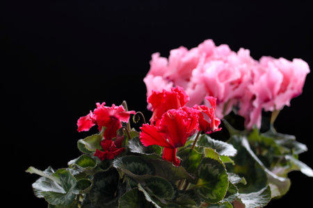 A flower (scientific name Cyclamen) on a black background. Spring tender beautiful flower. Flower shop concept, gardening hobby. Design for postcard or calendar, selective focus.の写真素材
