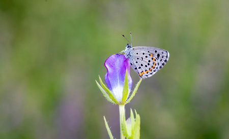 Bavius Blue butterfly (Rubrapterus bavius) on flower