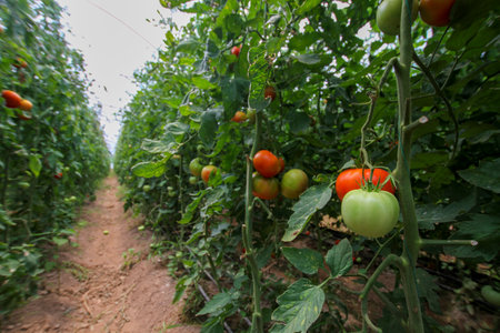Natural tomatoes grown in the greenhouseの写真素材