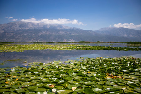 Turkey - Denizli - Lotus flowers blooming in IÅÄ±klÄ± lacquer.の写真素材