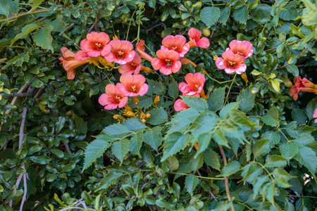 Orange Persian Pipe Campsis Radicans