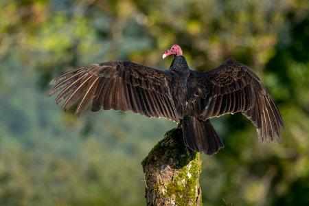The turkey vulture (Cathartes aura) is the most common species of the New World vulture family in...