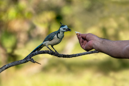 The white-throated magpie-jay is a large Central American magpie-jay species.の写真素材
