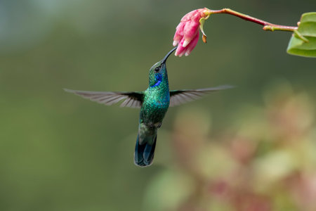 Hummingbird Green Violet-ear, Colibri thalassinus, bird flying next to beautiful ping orange and yellow flower in natural habitat, bird from mountain tropical forest, Savegre, Costa Rica.の写真素材