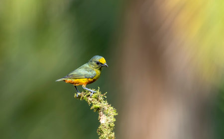 The olive-backed euphonium is a small songbird in the finch family. It is an established grower in the Caribbean plains and foothills from southern Mexico to western Panama.の写真素材