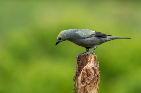 Thraupis palmarum-The palm tanager is a medium-sized passerine bird. This tanager is an established breeder from southern Nicaragua to Bolivia, Paraguay and southern Brazil.の写真素材