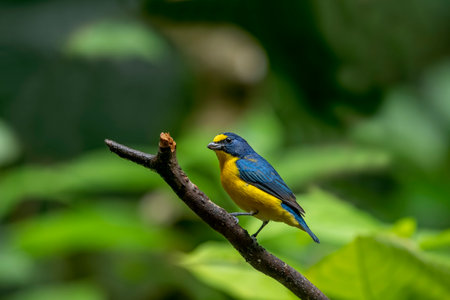 The yellow-throated euphonium is a species of songbird in the Fringillidae family.の写真素材