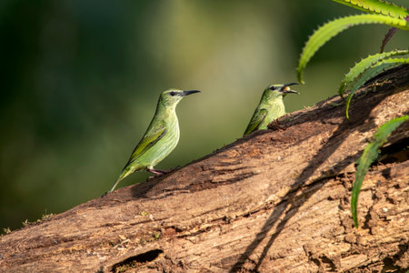 The slate-tailed trogon is a close passerine bird in the Trogonidae family, quetzals and trogons. It is found in Mexico, Central America, and Colombia and Ecuador.の写真素材