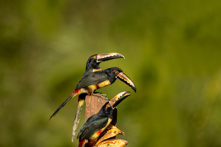 The collared aracari or collared aracari is a songbird in the toucan family Ramphastidae. It is found from Mexico to Colombia and Venezuela.の写真素材