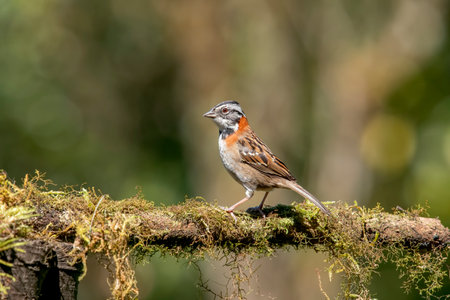 Red-collared sparrow or Andean sparrow .