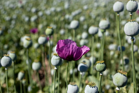 Opium poppy heads, close-up. Papaver somniferum, commonly known as the opium poppy or breadseed poppy, is a species of flowering plant in the family Papaveraceae.の写真素材