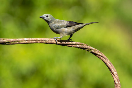 The palm tanager is a medium-sized songbird. This tanager is an established breeder from southern Nicaragua to Bolivia, Paraguay and southern Brazil.の写真素材