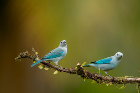 The blue-gray tanager is a medium-sized South American songbird of the tanager family Thraupidae.の写真素材