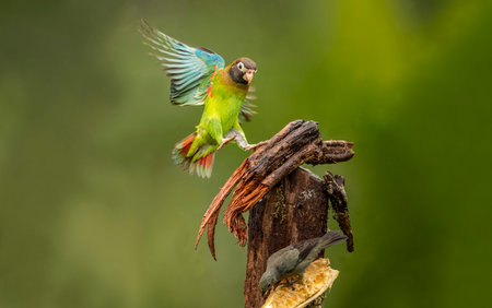 The scarlet motmot is a close-crowing bird in the Momotidae family. It is found from northeastern...