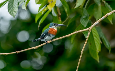The green kingfisher is a species of "water kingfisher" in the subfamily Cerylinae of the family Alcedinidae.の写真素材