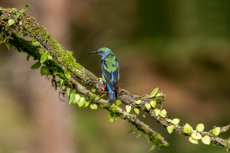 Shining honeycreeper. Glowing honey vine is a small bird of the tanager family. It is found in the tropical New World in Central America, from southern Mexico to Panama and northwestern Colombia.の写真素材