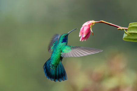 The fiery-throated hummingbird is a species of hummingbird in the Lampornithini "mountain jewels" tribe in the subfamily Trochilinae. It is found in Costa Rica and Panama.の写真素材