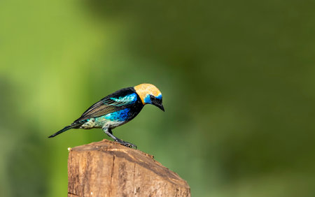 The golden hooded tanager is a medium-sized songbird. This tanager is an established breeder from southern Mexico to southwestern Ecuador.の写真素材