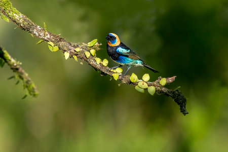 The golden hooded tanager is a medium-sized songbird. This tanager is an established breeder from southern Mexico to southwestern Ecuador.の写真素材